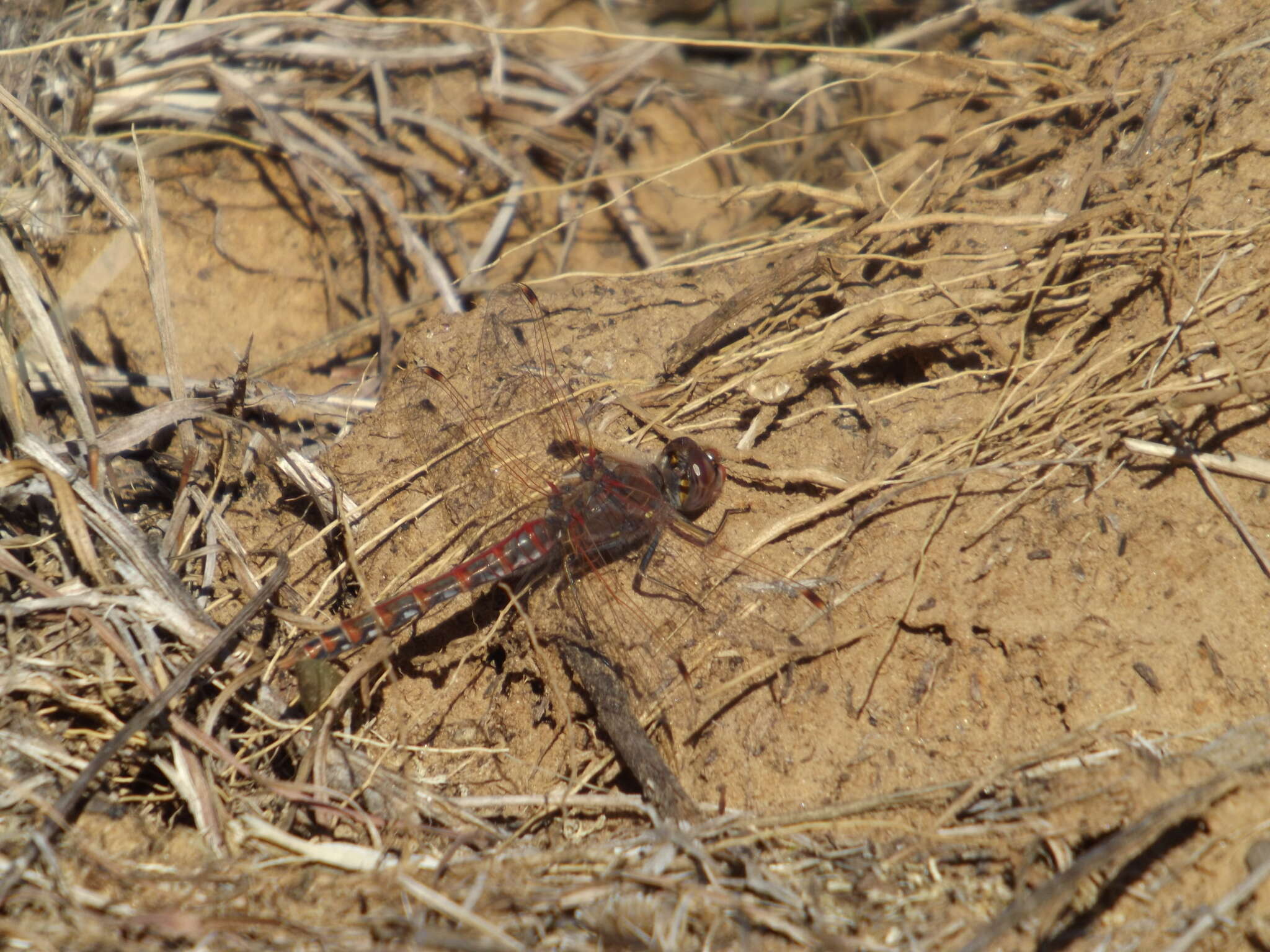 Image of Variegated Meadowhawk