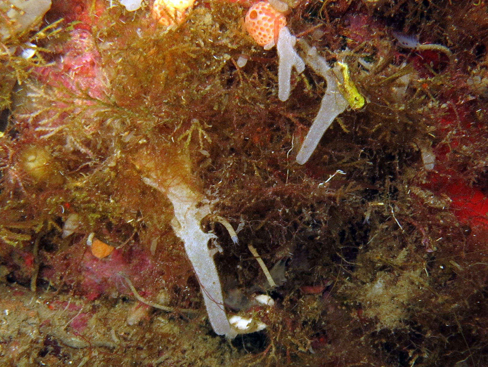 Image of calcareous tube-sponge