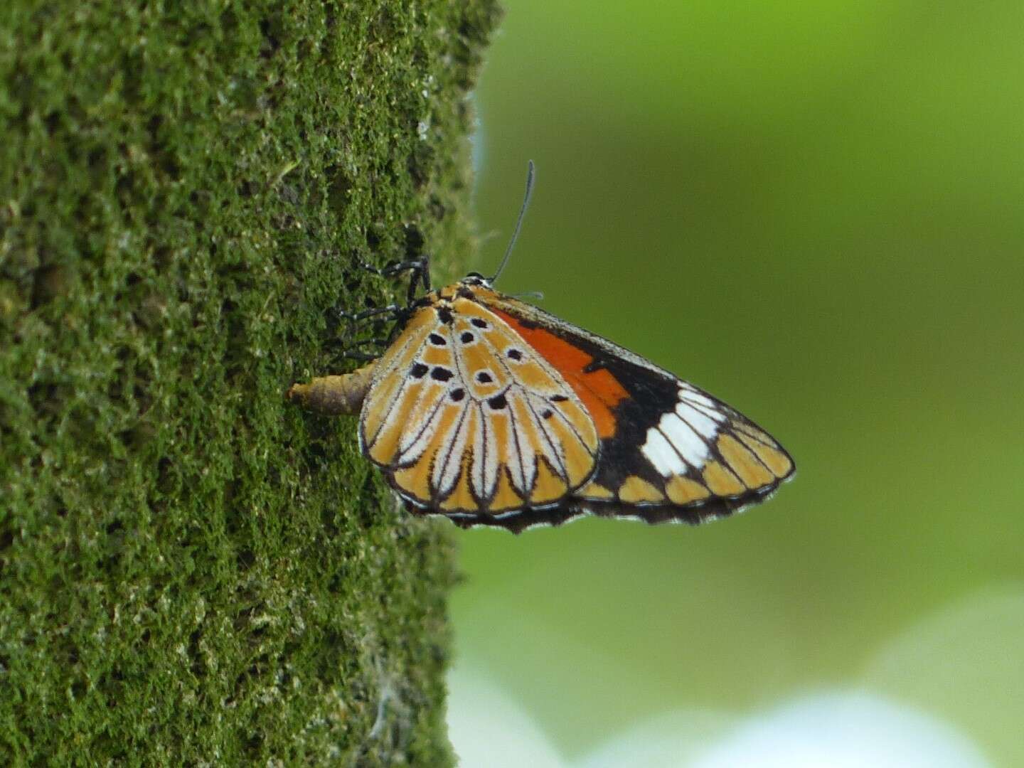 Imagem de Mimacraea costleyi H. H. Druce 1912