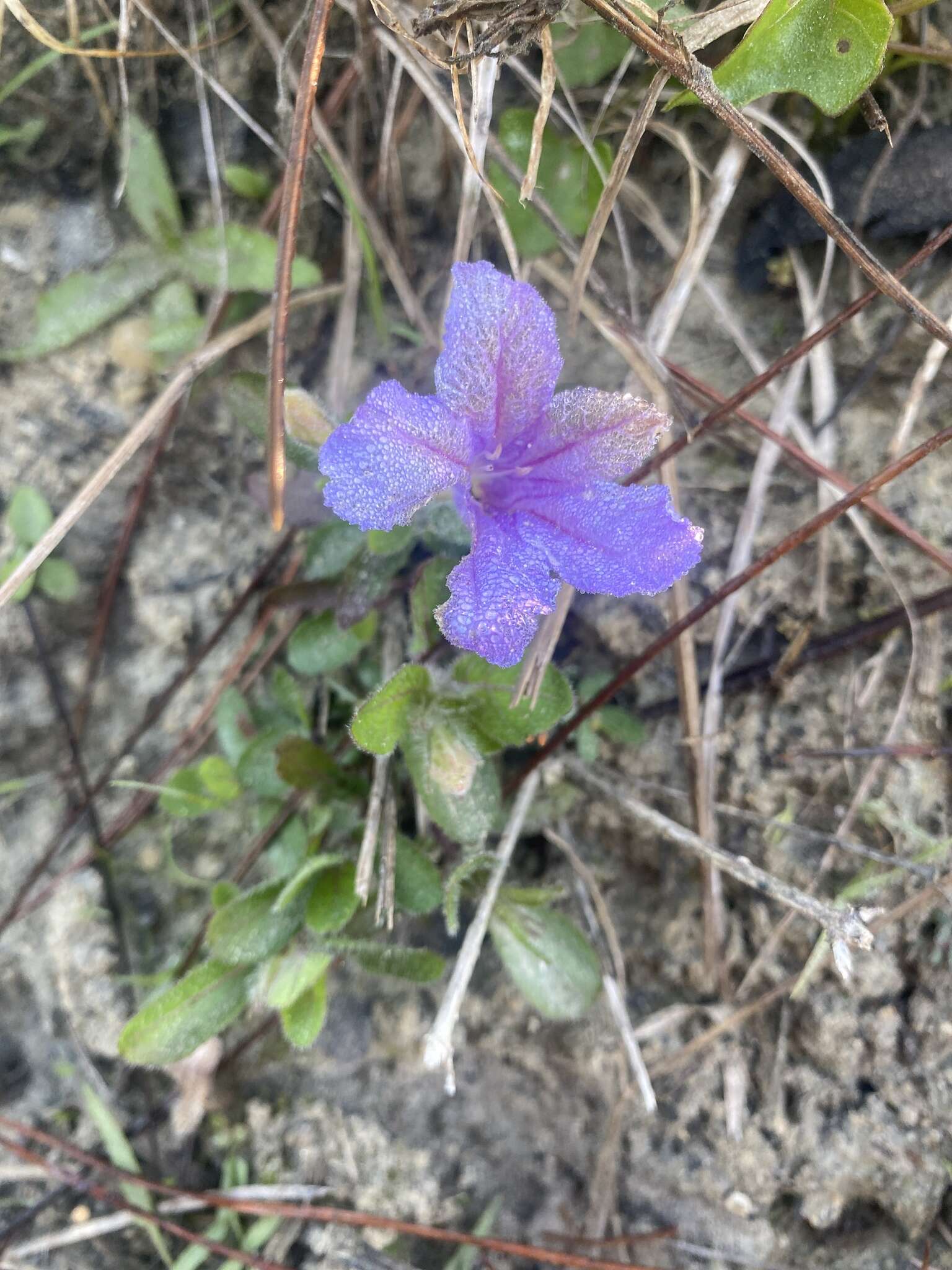 Imagem de Ruellia caroliniensis var. heteromorpha (Fern.) R. W. Long