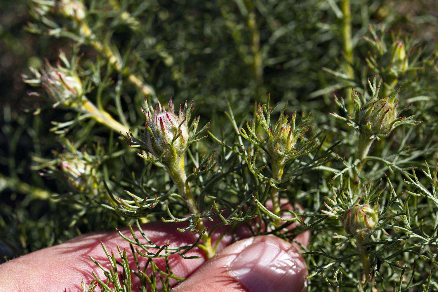 Image of Serruria cyanoides (L.) R. Br