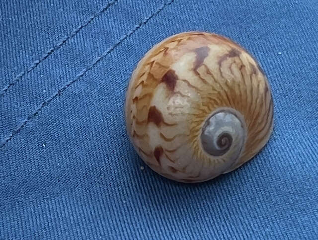 Image of colorful Atlantic moonsnail