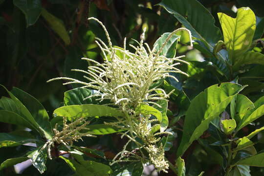 Lithocarpus elegans (Blume) Hatus. ex Soepadmo的圖片