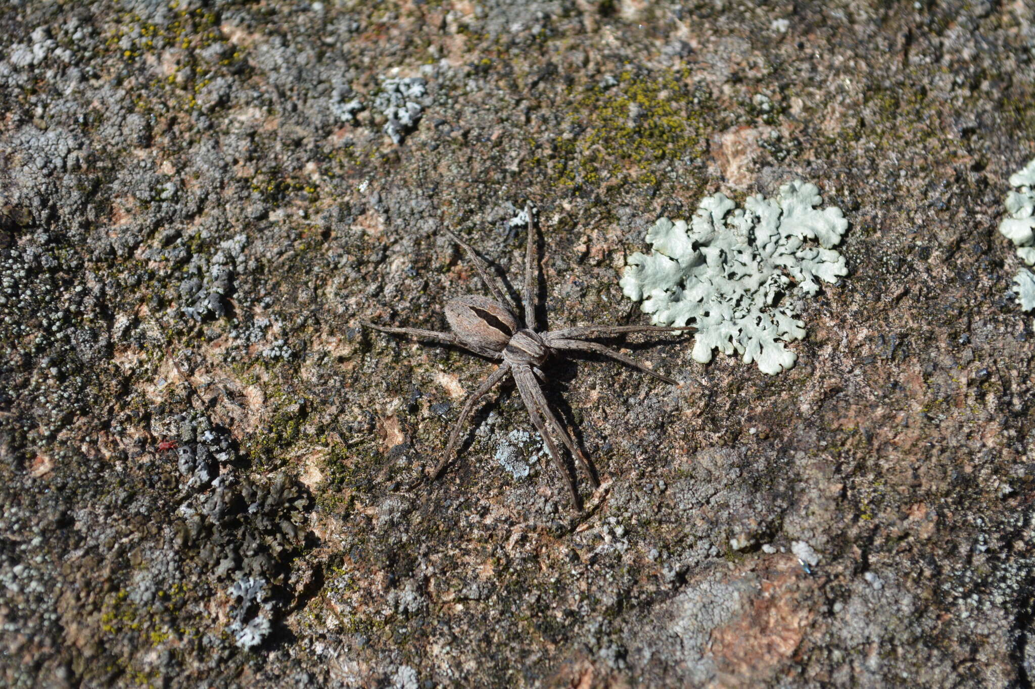 Plancia ëd Thanatus formicinus (Clerck 1757)