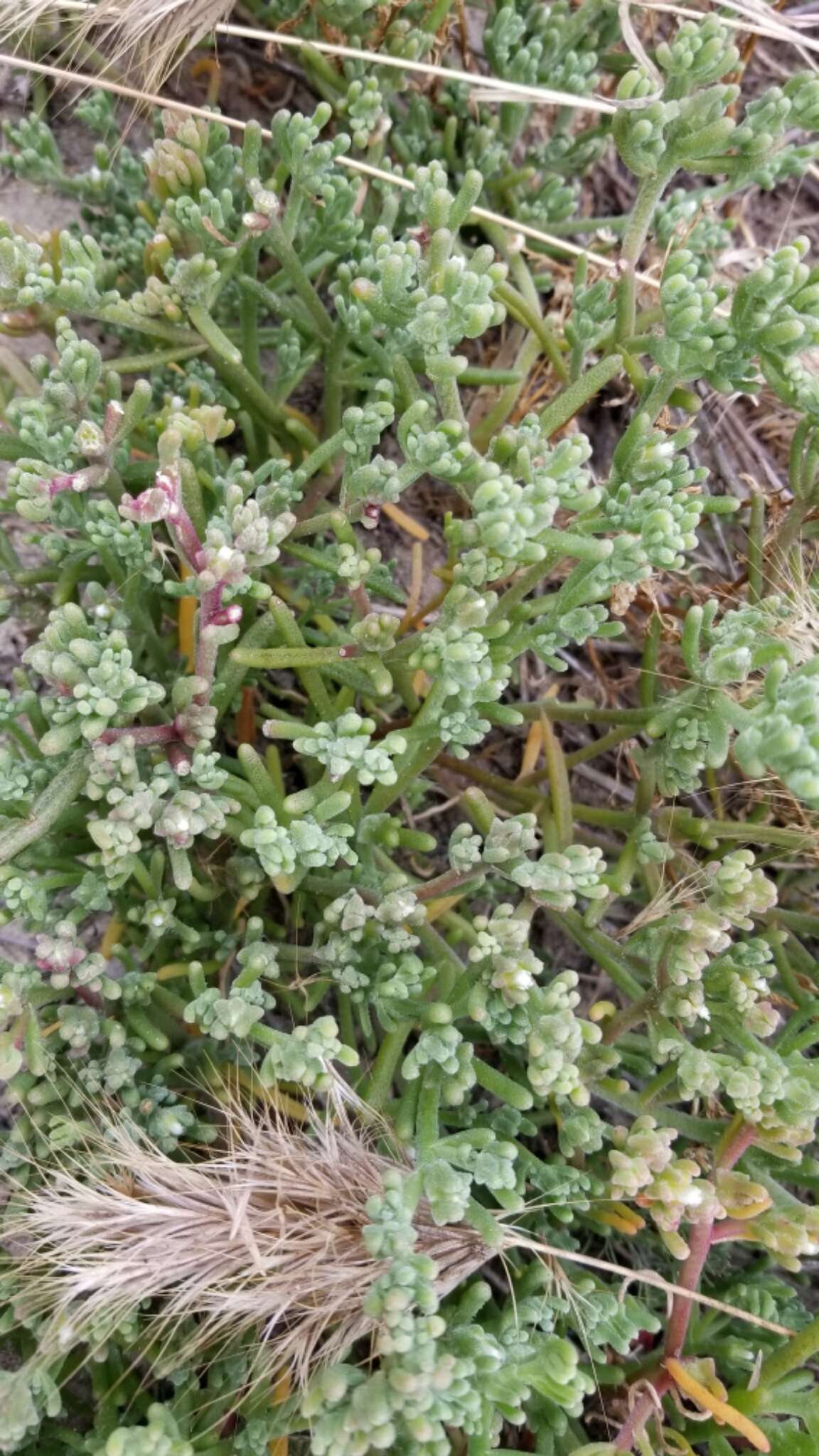 Image of slenderleaf iceplant