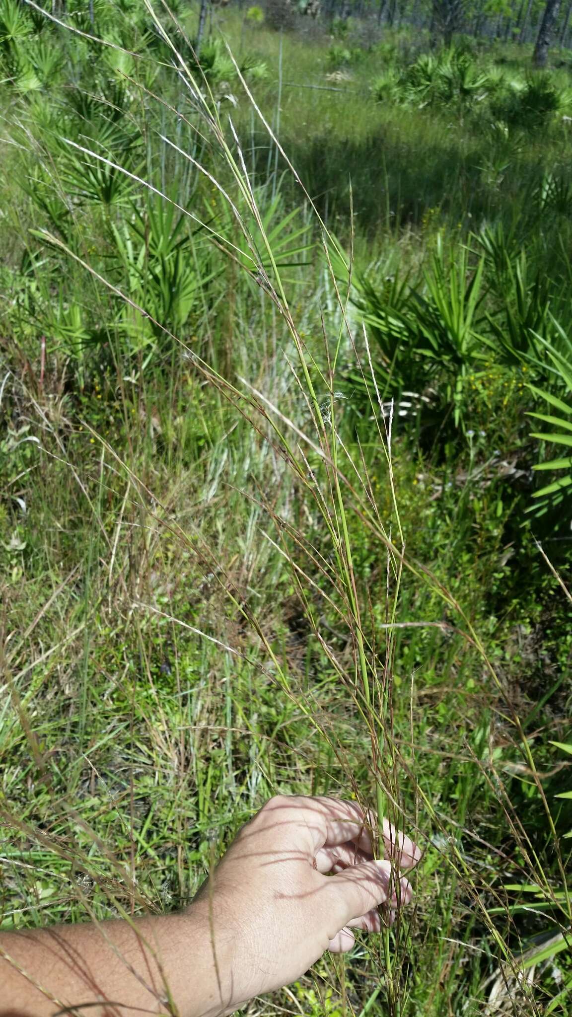 Imagem de Schizachyrium stoloniferum Nash