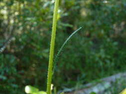 Sivun Helianthus heterophyllus Nutt. kuva