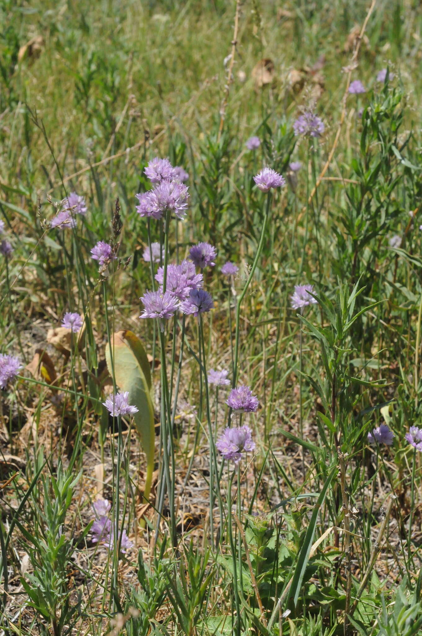 صورة Allium schoenoprasoides Regel