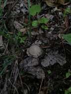 Image of Coprinopsis pseudonivea (Bender & Uljé) Redhead, Vilgalys & Moncalvo 2001