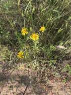 Lasthenia coronaria (Nutt.) Ornduff resmi