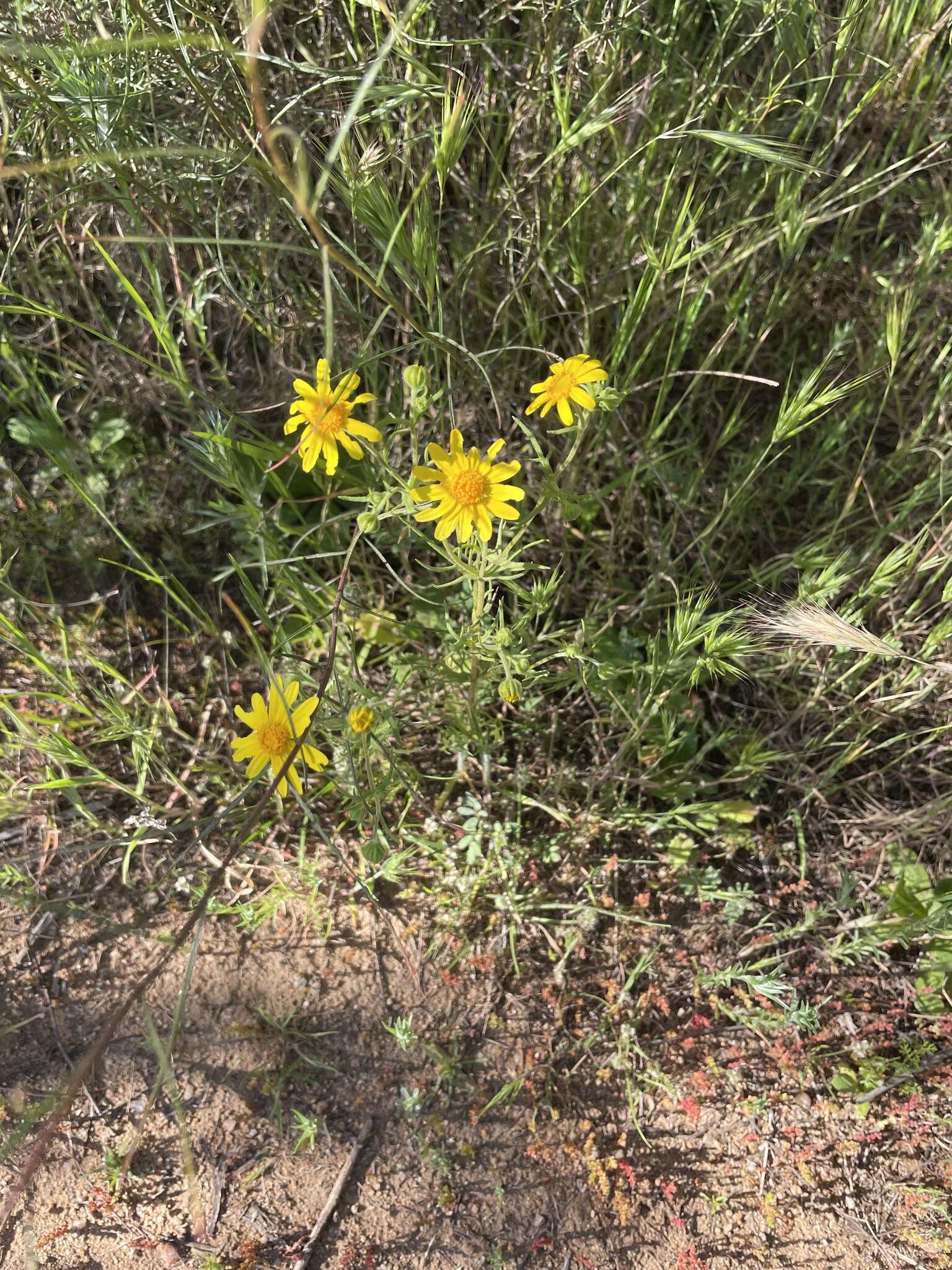 Lasthenia coronaria (Nutt.) Ornduff resmi