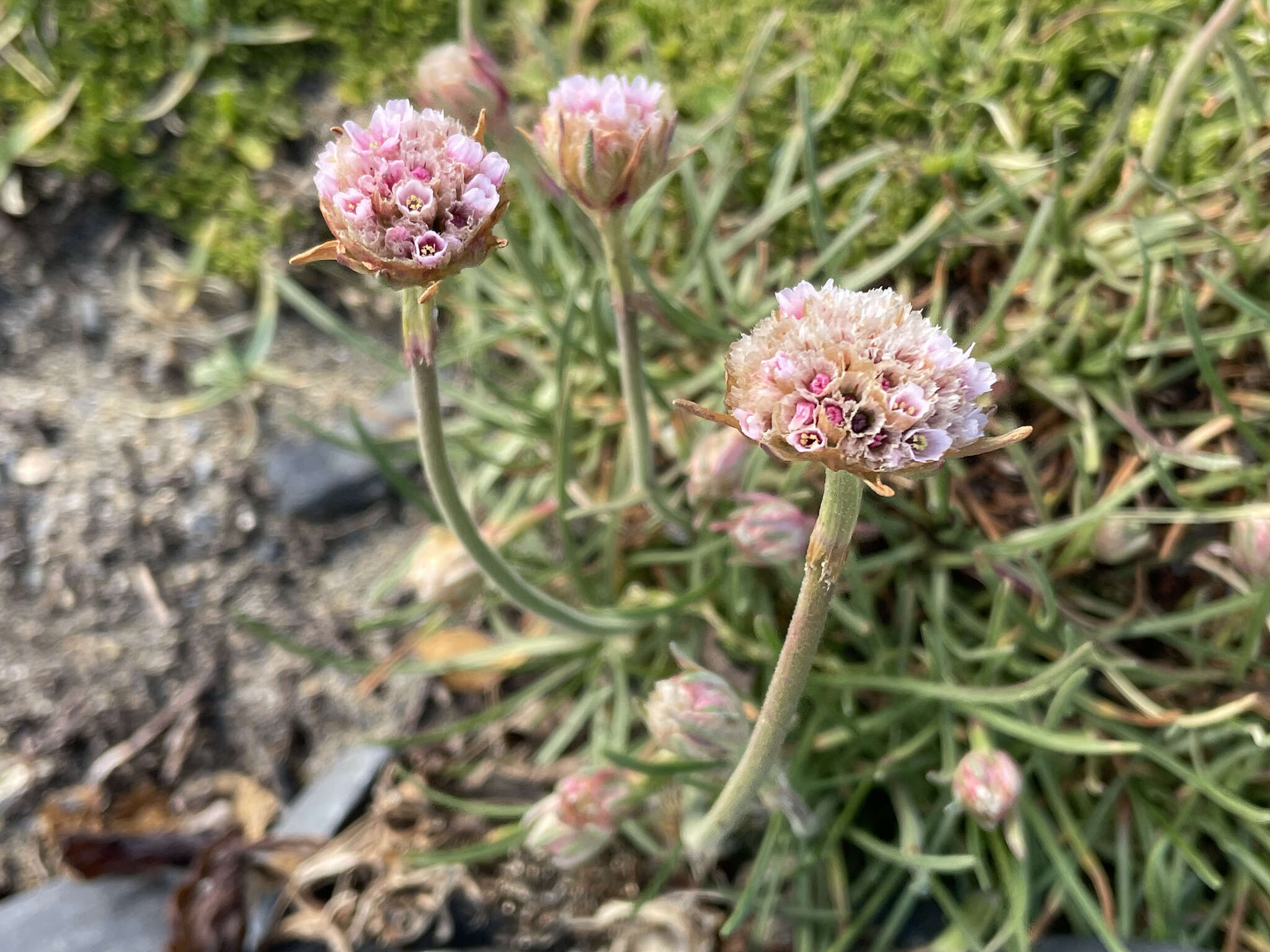 Image of Armeria maritima subsp. andina (Poeppig ex Boiss.) D. M. Moore & Yates