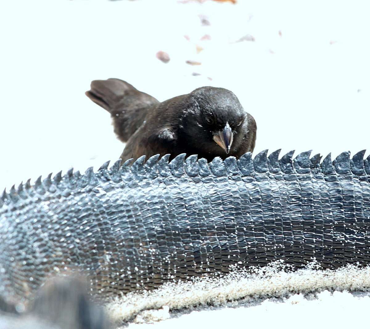 Image of Small Ground Finch