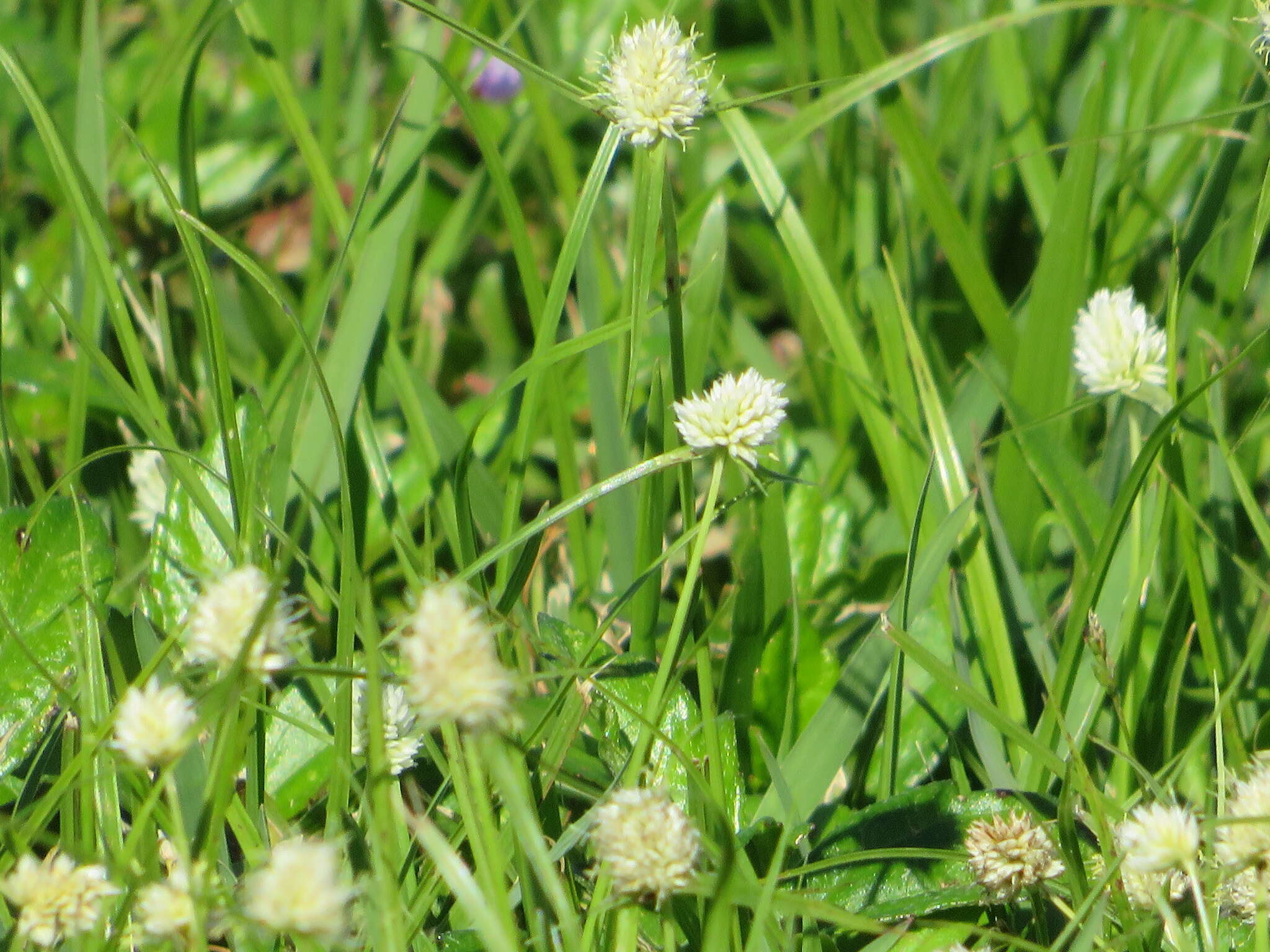 Image de Cyperus richardii Steud.