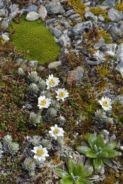 Image of Leucogenes leontopodium (Hook. fil.) Beauv.