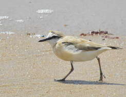 Sivun Charadrius marginatus mechowi (Cabanis 1884) kuva