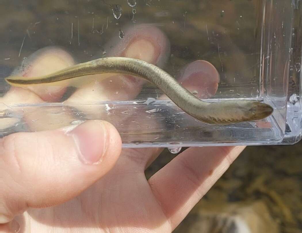 Image of Least Brook Lamprey