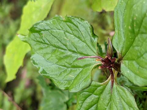 Imagem de Trillium govanianum Wall. ex D. Don