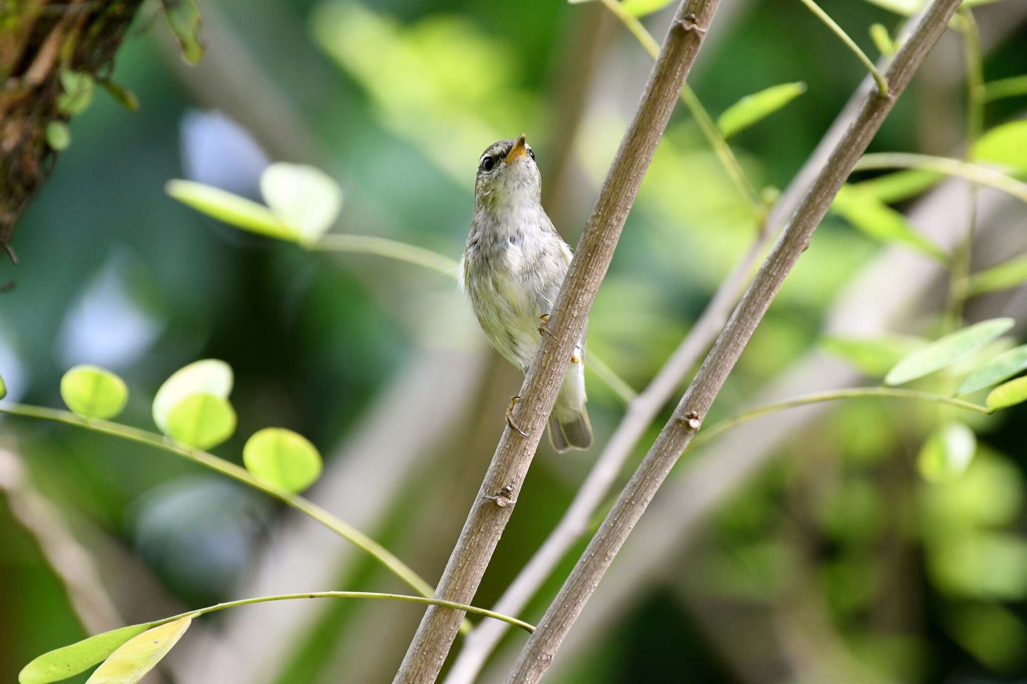 Image of Arctic Warbler