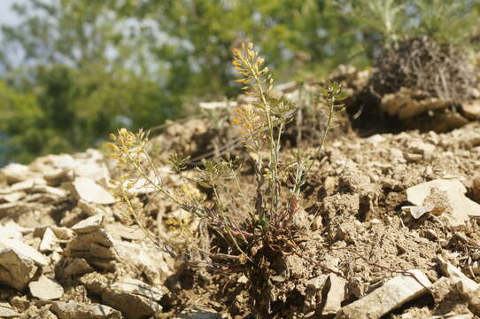 Image of Noccaea macrantha (Lipsky) F. K. Mey.