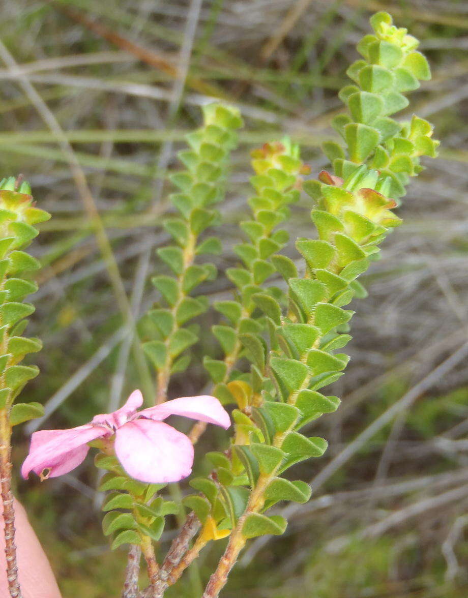 Image of Acmadenia tetragona (L. fil.) Bartl. & Wendl. fil.