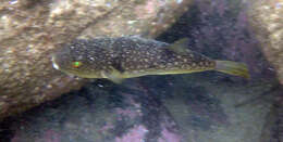 Image of Hong Kong Pufferfish
