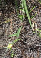 Image of Commelina africana subsp. africana