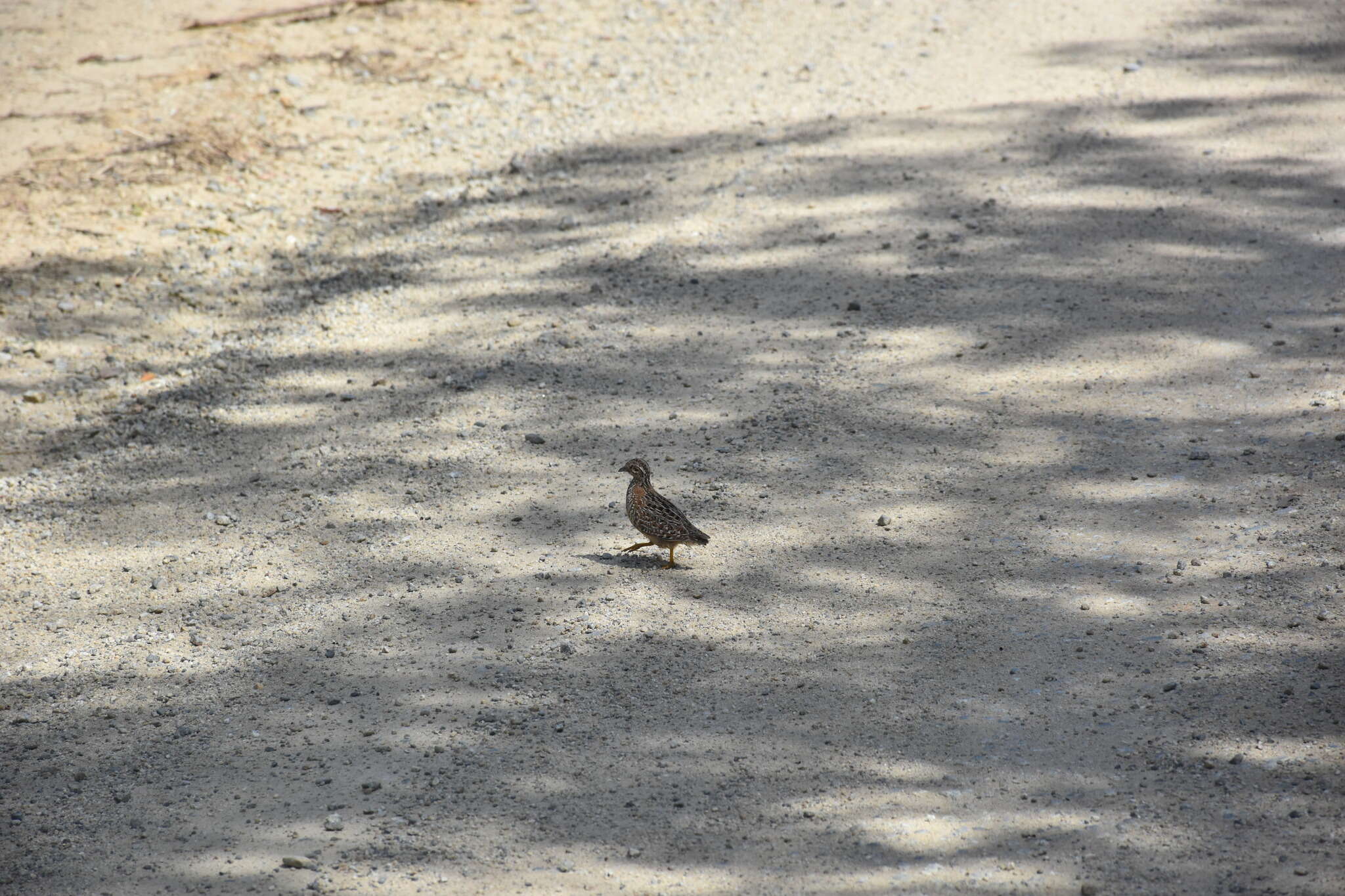 Image of Painted Buttonquail