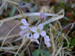 Image of Limestone Bittercress