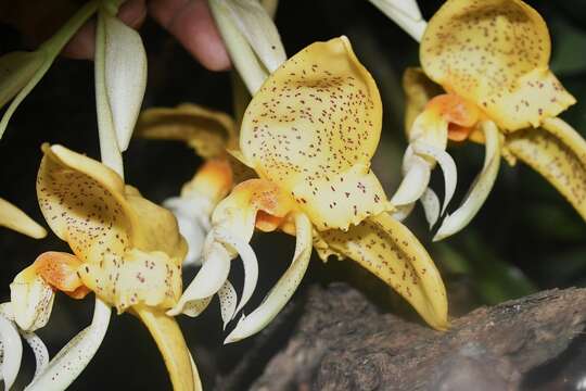 Image of Stanhopea graveolens Lindl.