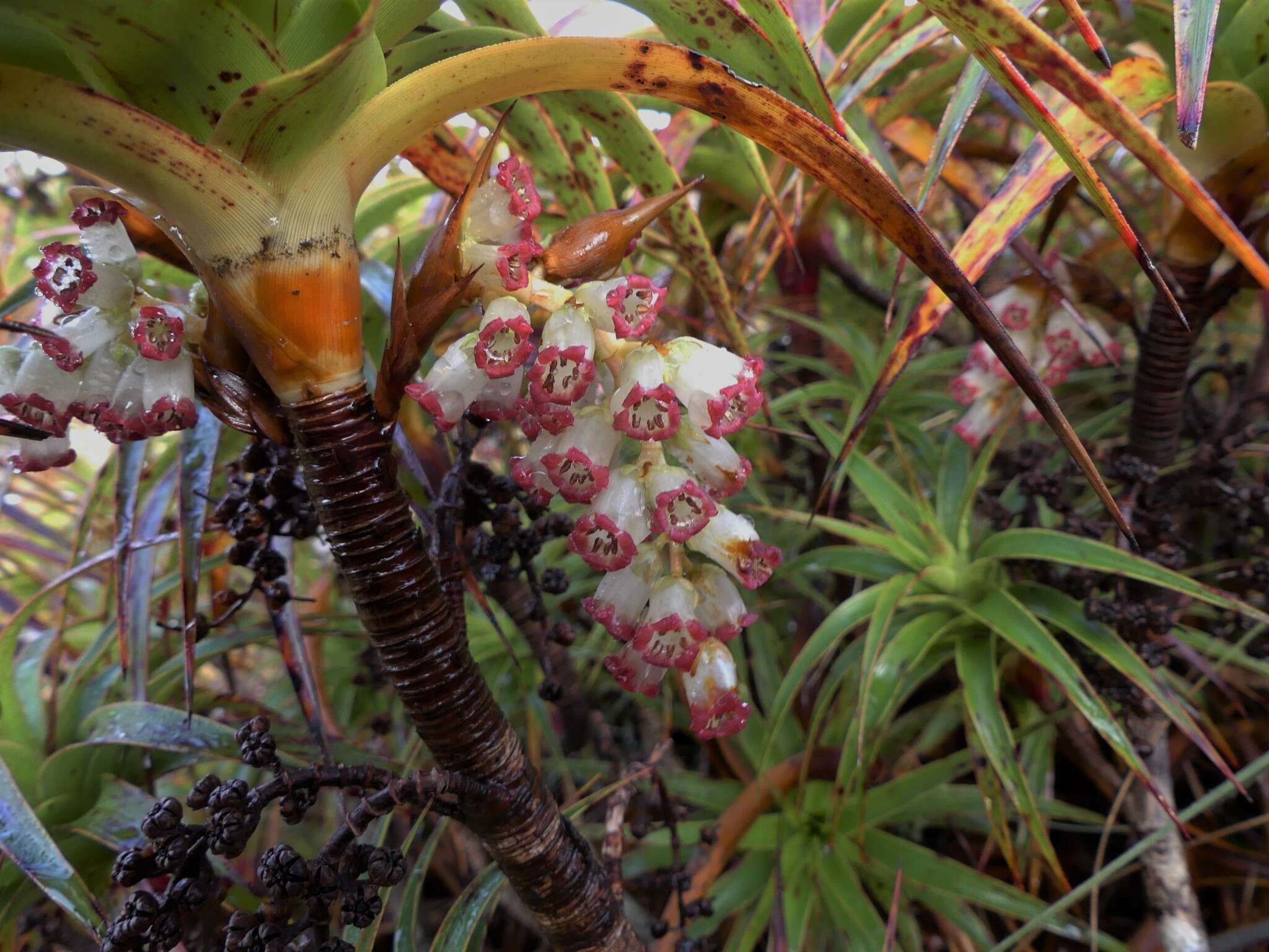 Imagem de Dracophyllum menziesii Hook. fil.