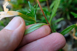 Image of Santa Lucia Mountain bush monkeyflower