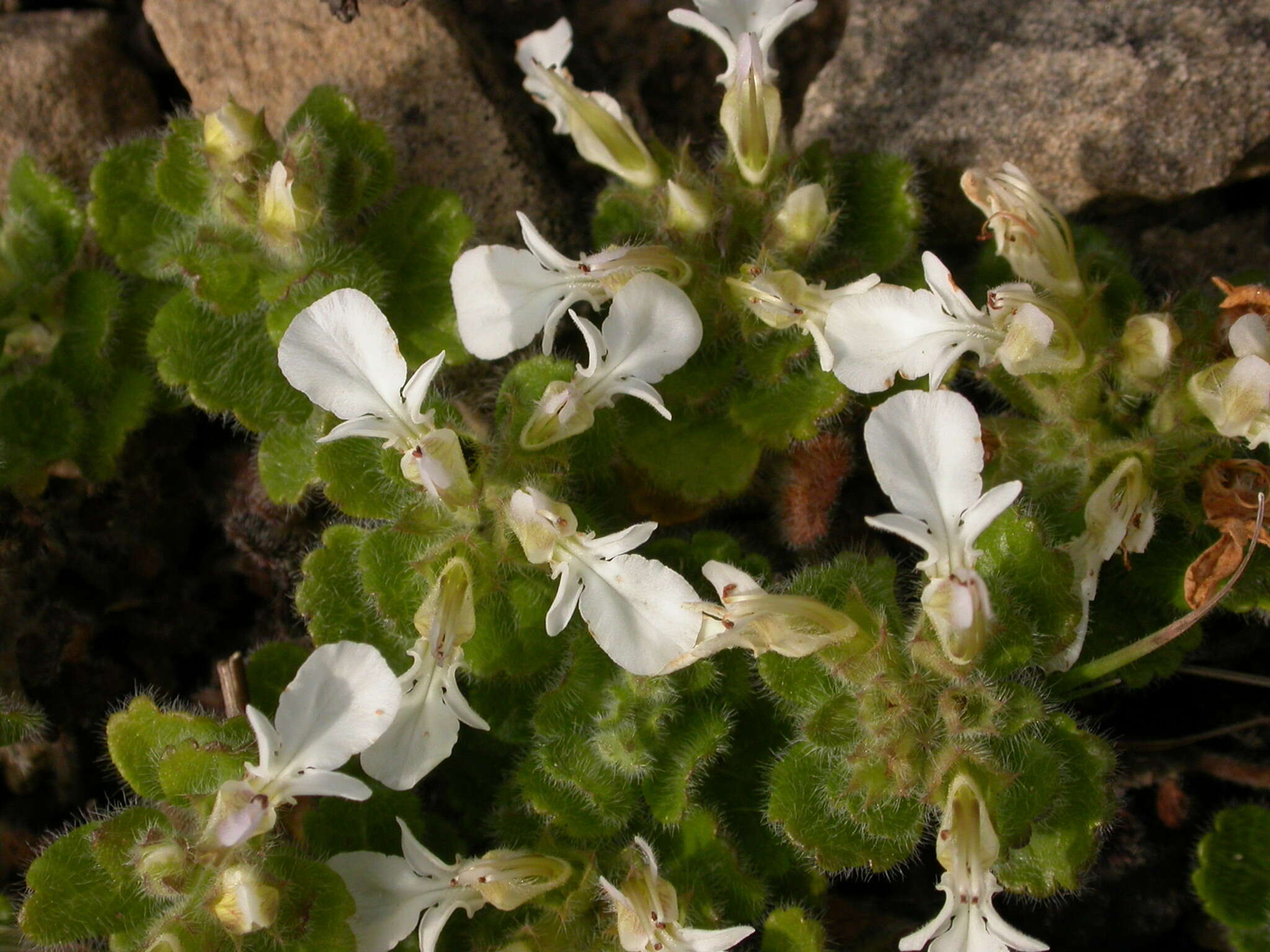 Image of Teucrium pyrenaicum L.