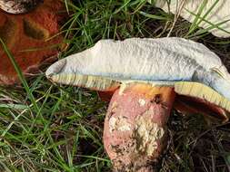 Image of Rubroboletus legaliae (Pilát & Dermek) Della Maggiora & Trassin. 2015