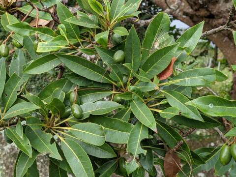 Image of Elaeocarpus decipiens Hemsl.