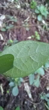 Image of Hairy buckweed