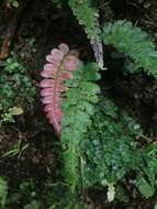 Sivun Blechnum occidentale L. kuva