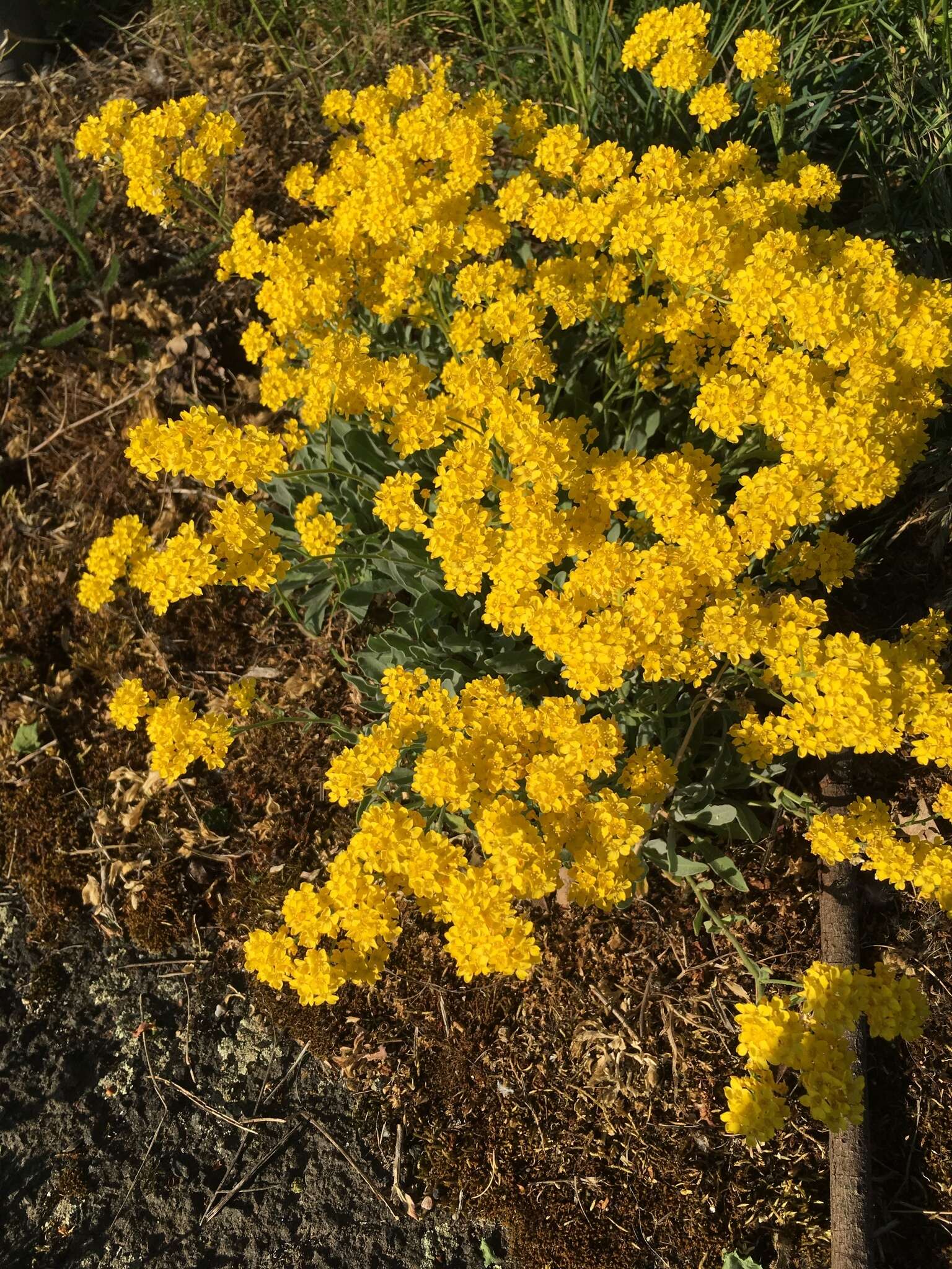 Image of Basket of Gold