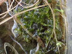 Image of small capsule dung moss