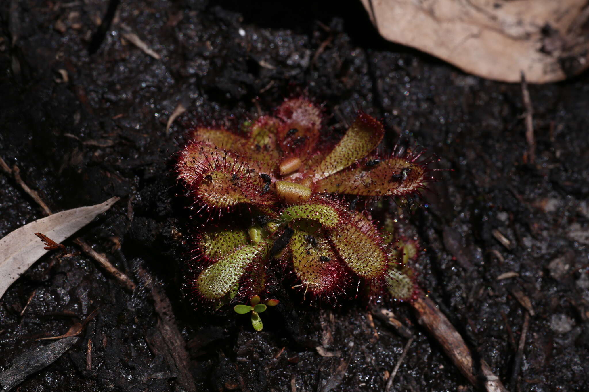 Image of Drosera hamiltonii C. R. P. Andrews