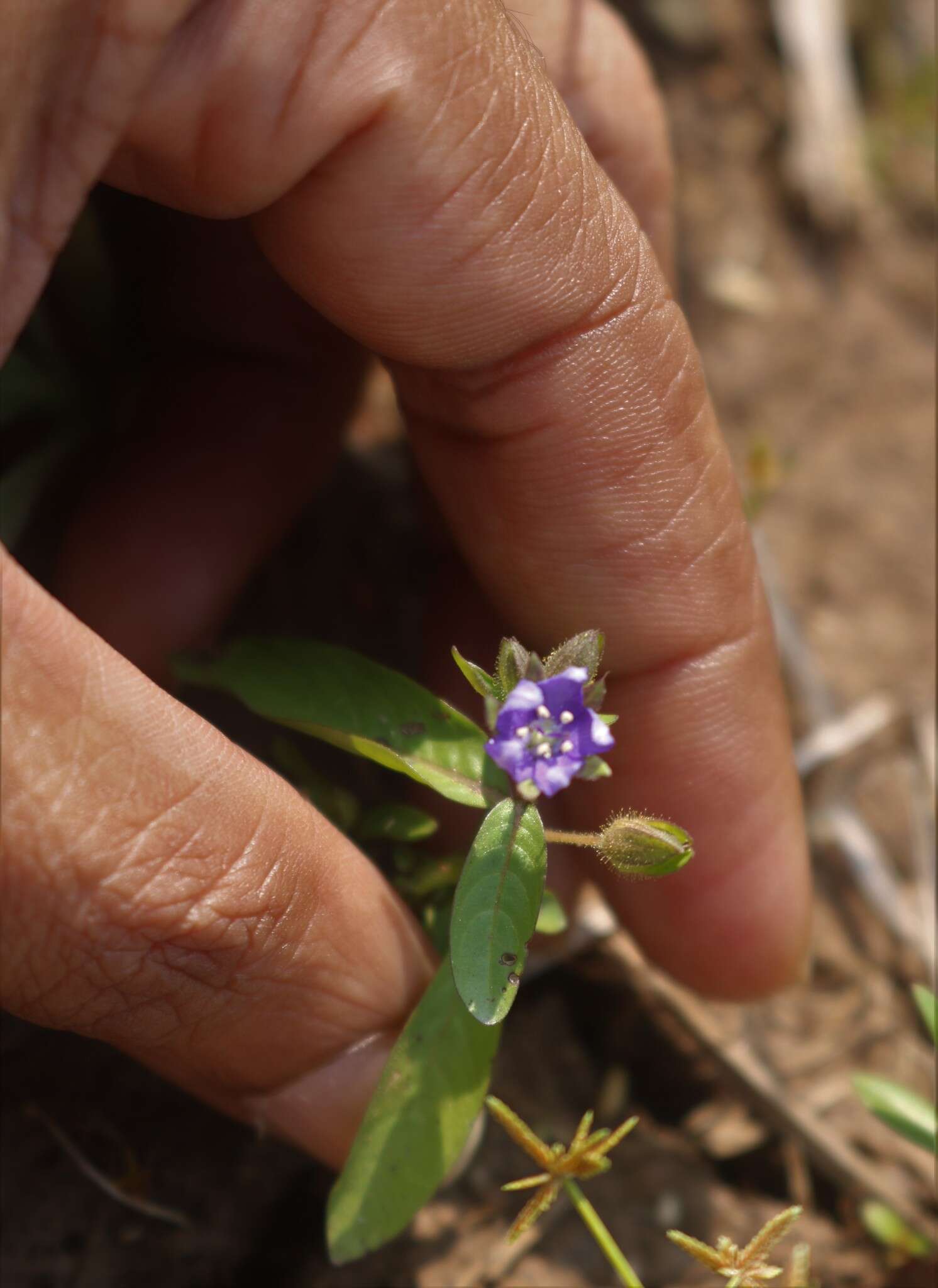 Hydrolea zeylanica (L.) Vahl resmi