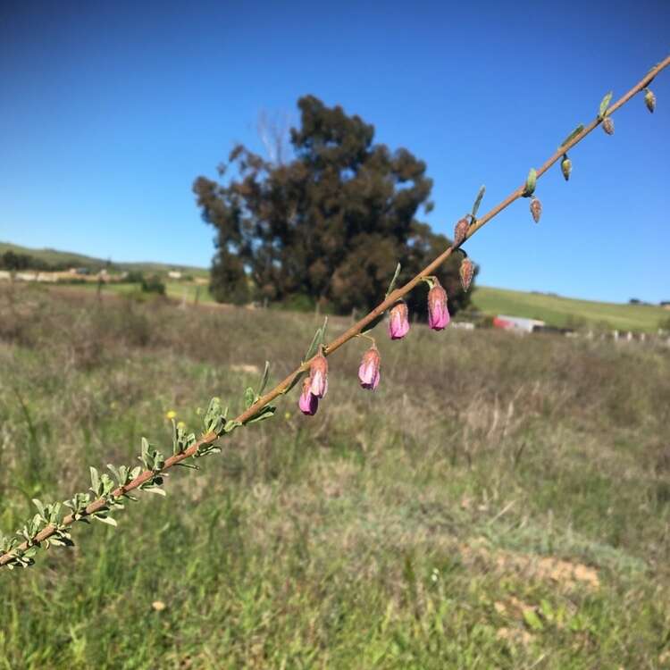 Image de Hermannia trifurca L.