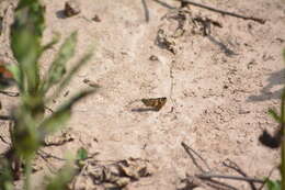 Image of <i>Burnsius orcynoides</i>