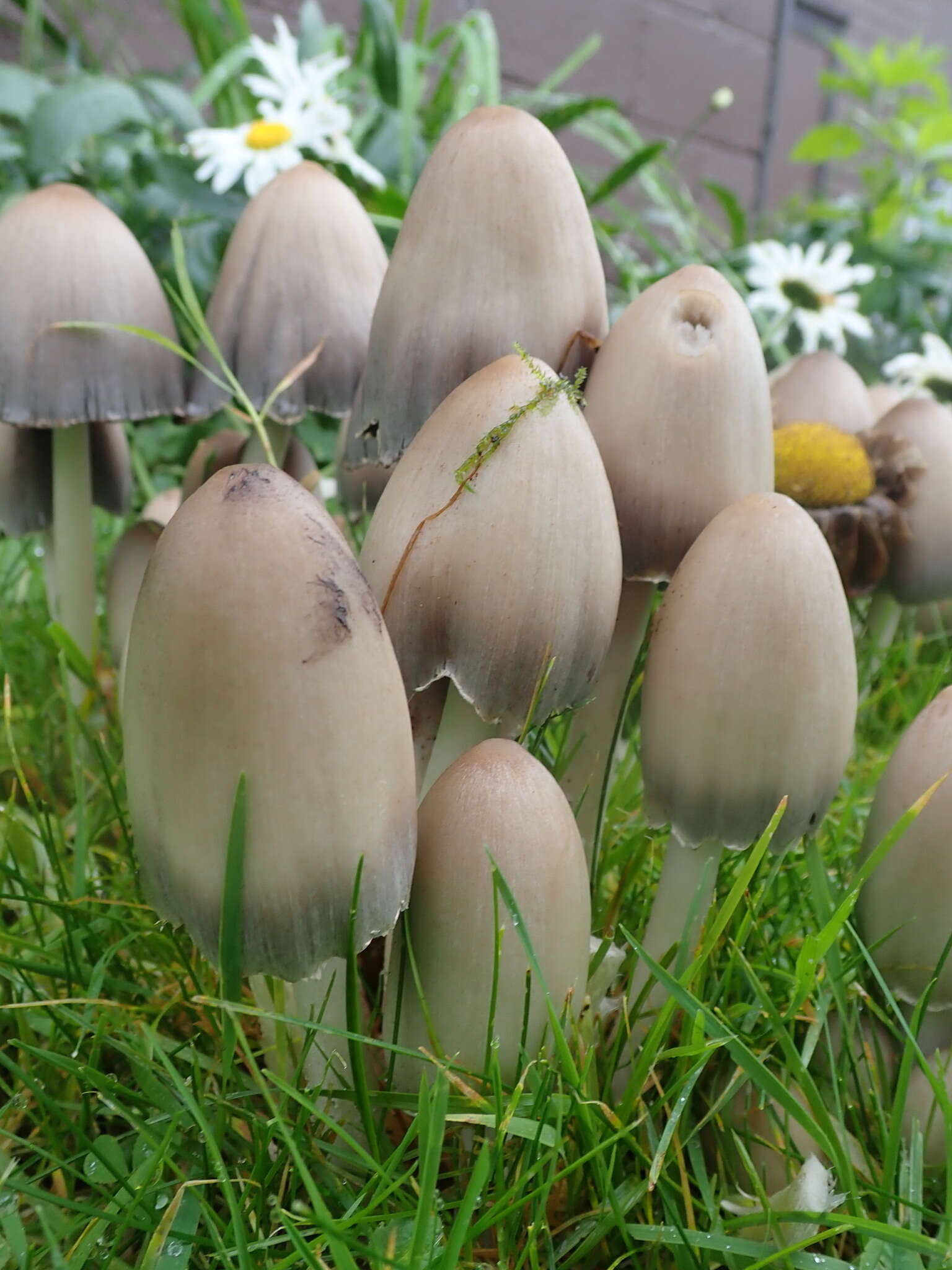 Coprinopsis atramentaria (Bull.) Redhead, Vilgalys & Moncalvo 2001 resmi