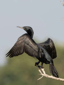 Image of Indian Cormorant