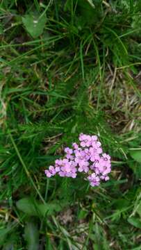 Image de Achillea roseo-alba Ehrend.