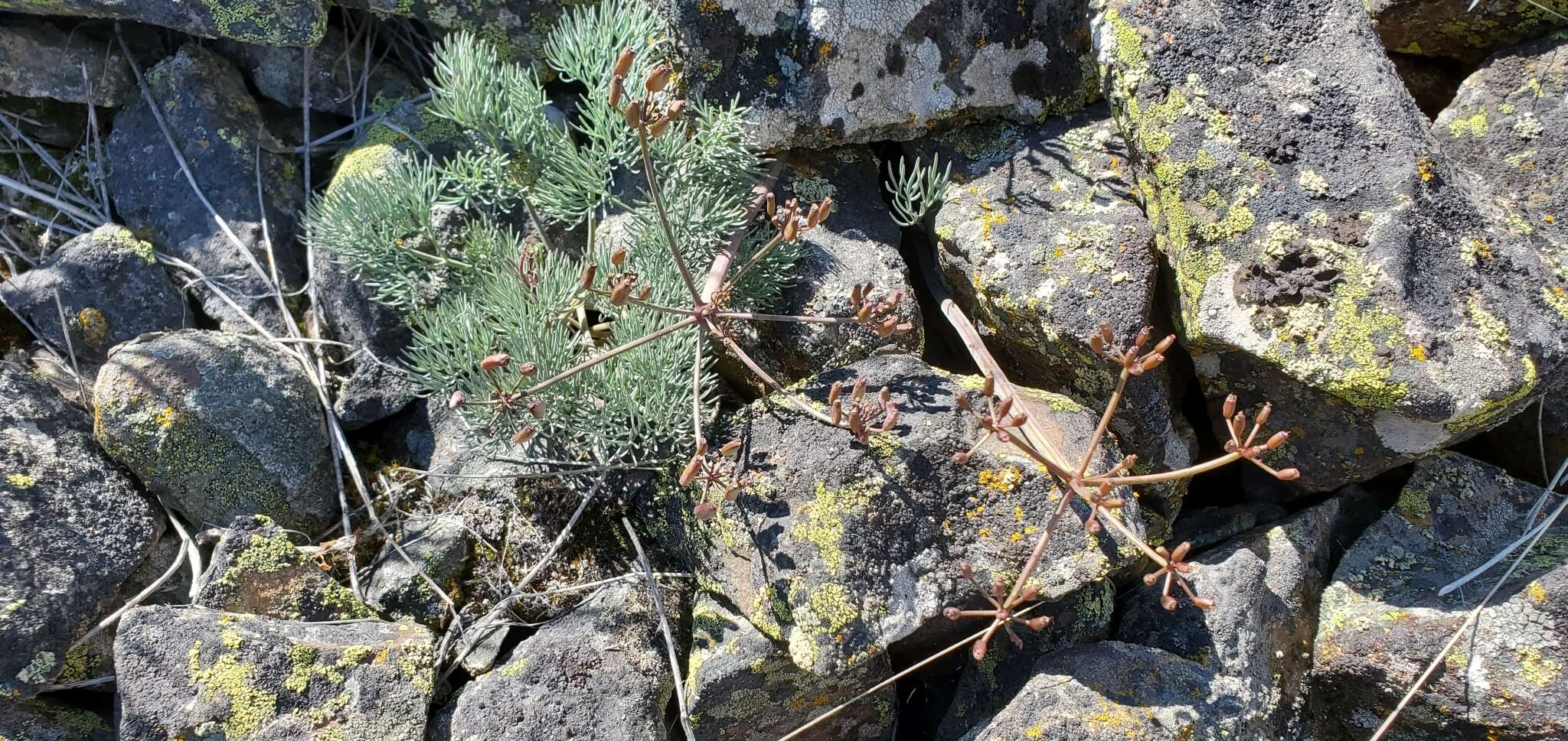 Image of Hoover's desertparsley