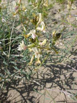 Слика од Astragalus sclerocarpus A. Gray