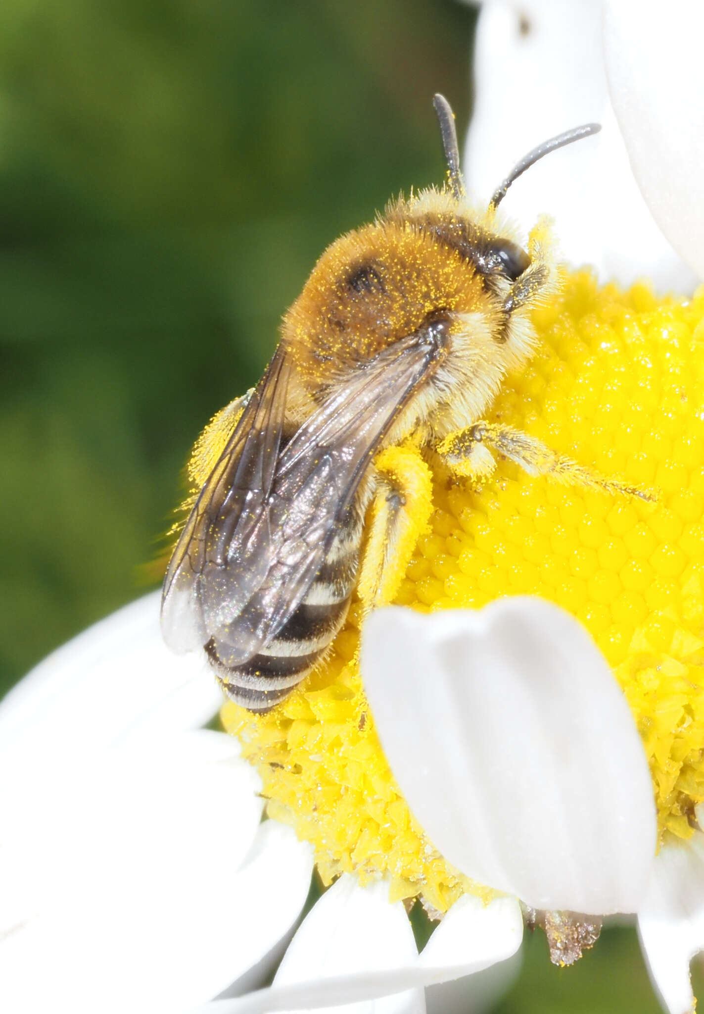 صورة Colletes similis Schenck 1853