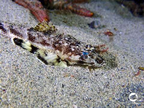 Image of Spiny Flathead